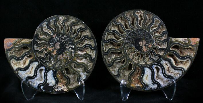 Black Ammonite Pair - Rare Coloration #23918